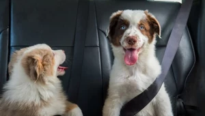 Mandat za przewożenie psa w samochodzie. Ile możesz zapłacić?