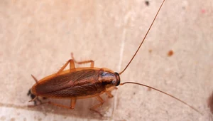 Jak wytępić karaluchy? Domowe sposoby