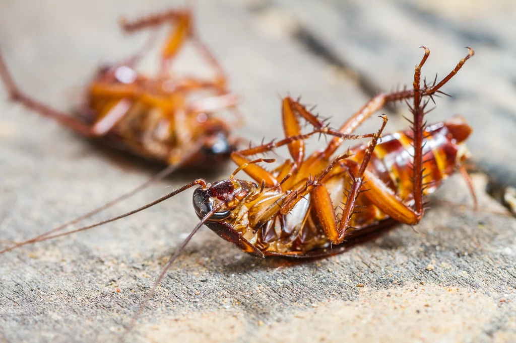 Utrzymywanie czystości w domu jest kluczowe dla uchronienia się przed plagą karaluchów