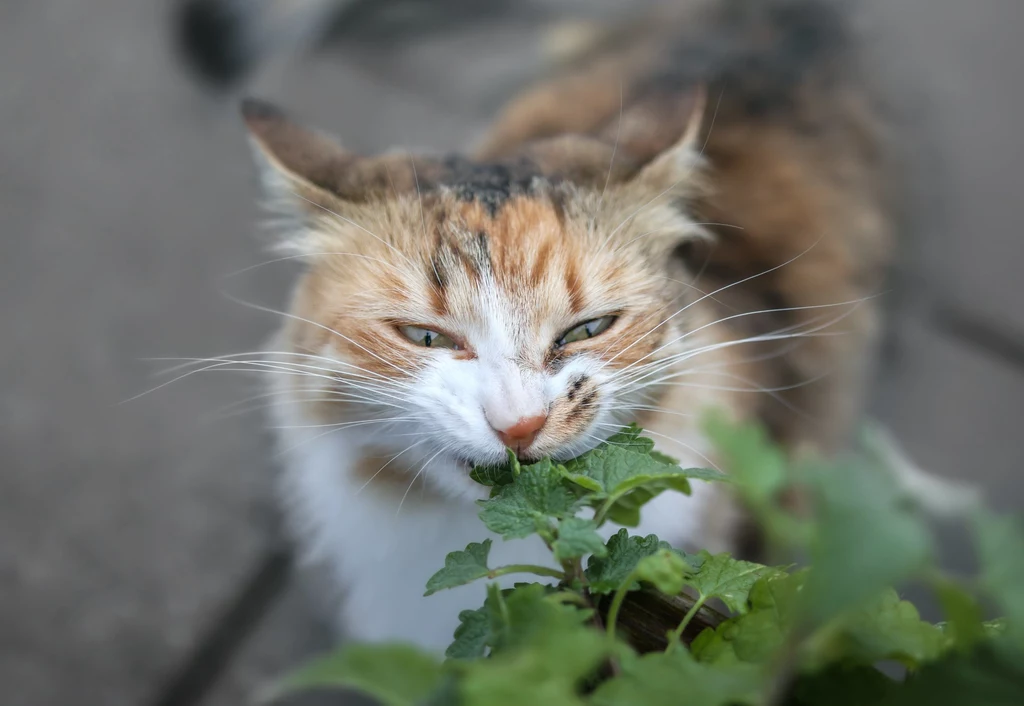 Większość kotów wprost uwielbia kocimiętkę. Naukowcy sądzą, że tarzanie się w niej i gryzienie przez zwierzęta może polepszać właściwości odstraszające owady rośliny