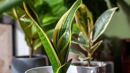 Sansewieria potrzebuje odpowiedniej opieki, aby mogła zdrowo się rozwijać