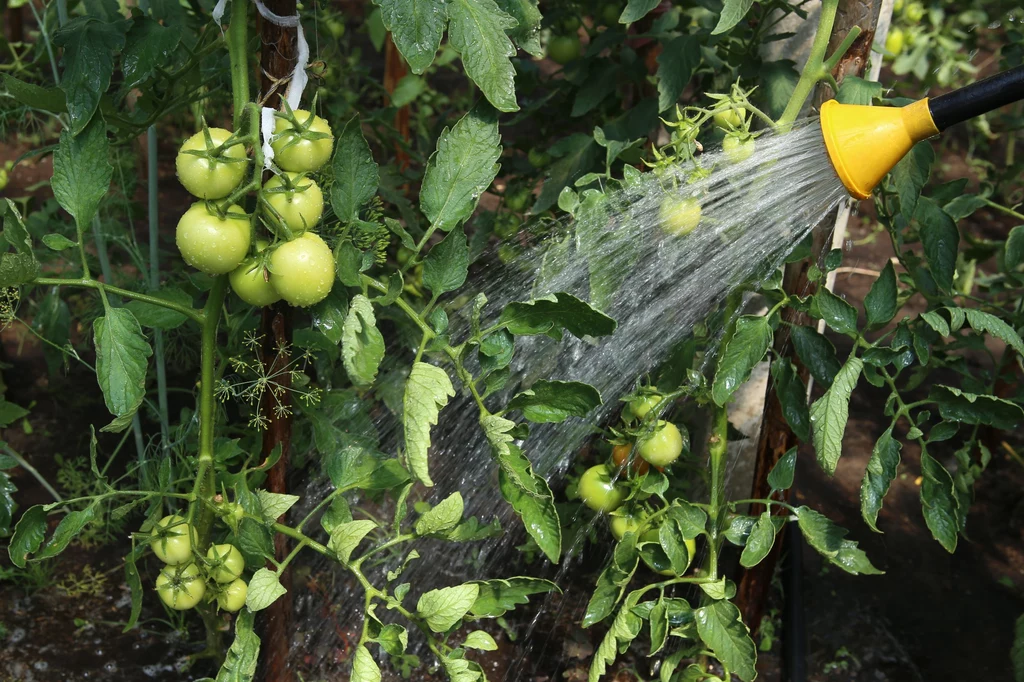 Umiejętne podlewanie pomidorów to jeden z najważniejszych zabiegów w uprawie szklarniowej