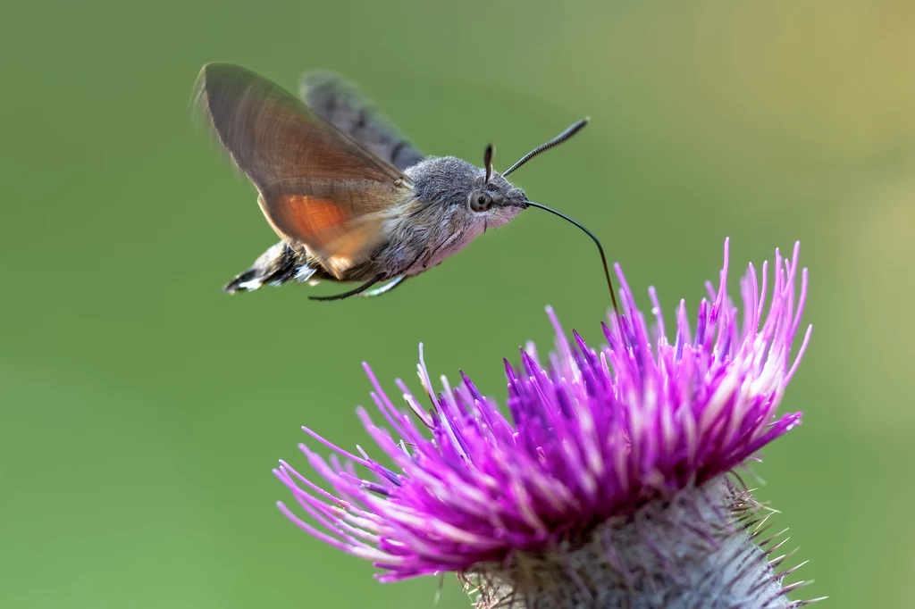 Fruczak gołąbek jest motylem pochodzącym z rodziny zawisakowatych