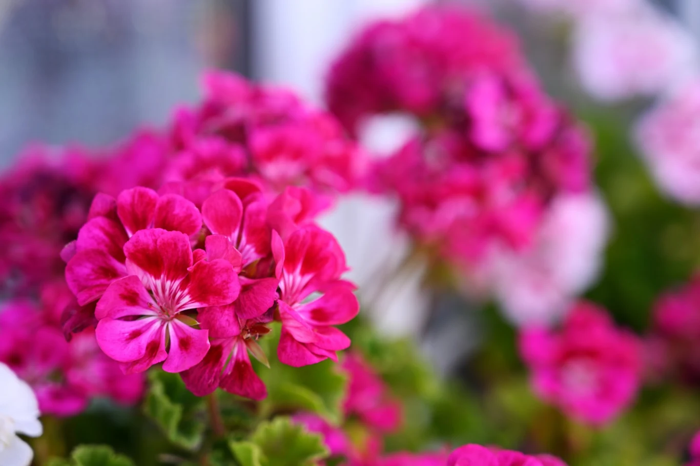 Pelargonia to prawdziwa ozdoba ogrodu w lecie Pelargonia to prawdziwa ozdoba ogrodu w lecie