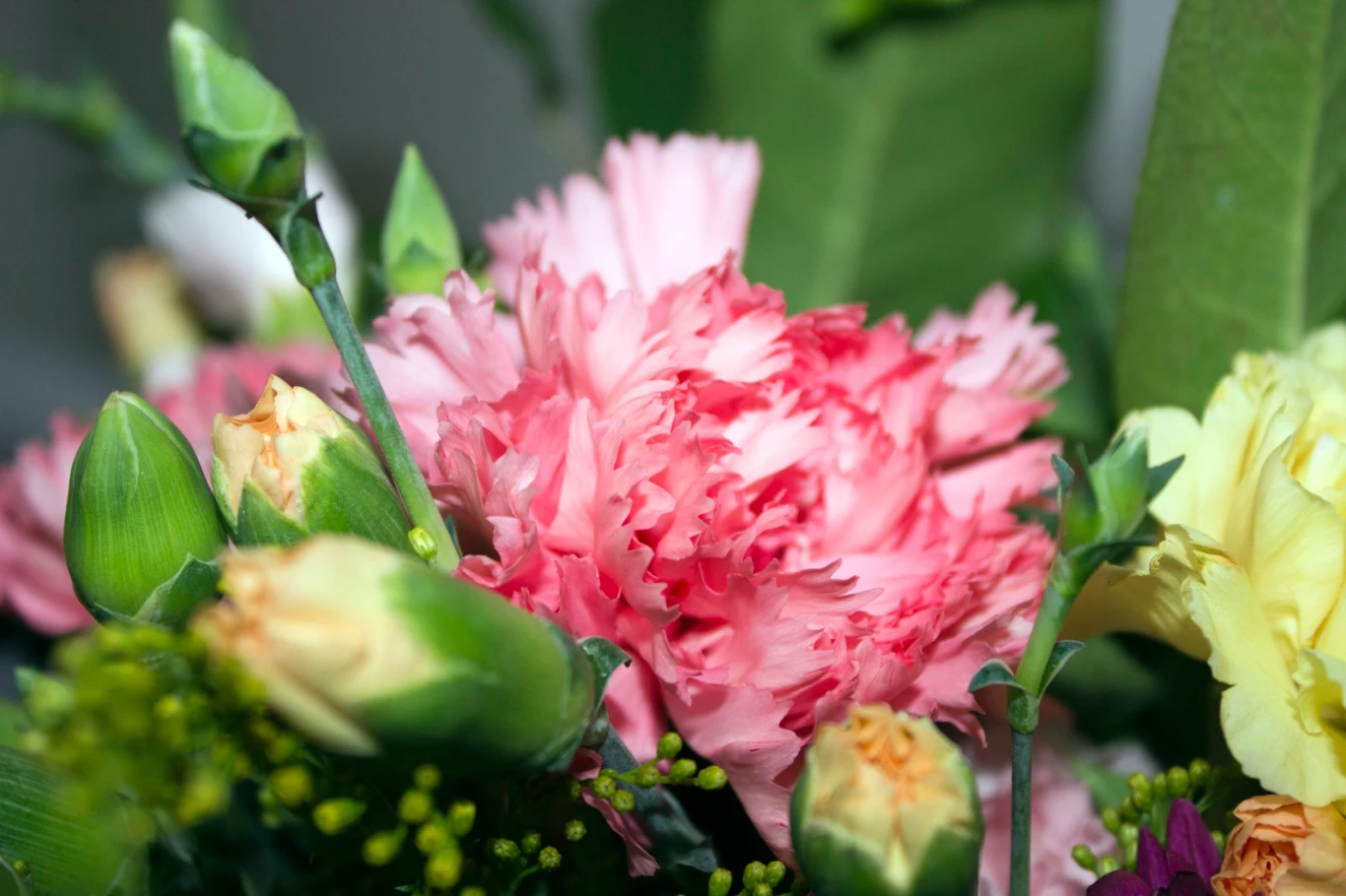 Goździki mają piękne kwiaty i intensywny zapach Goździki mają piękne kwiaty i intensywny zapach