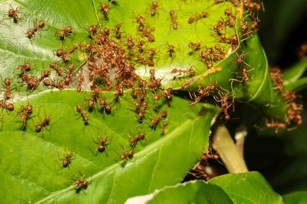 Plagę mrówek w ogrodzie pomoże nam zwalczyć pułapka z cukrem