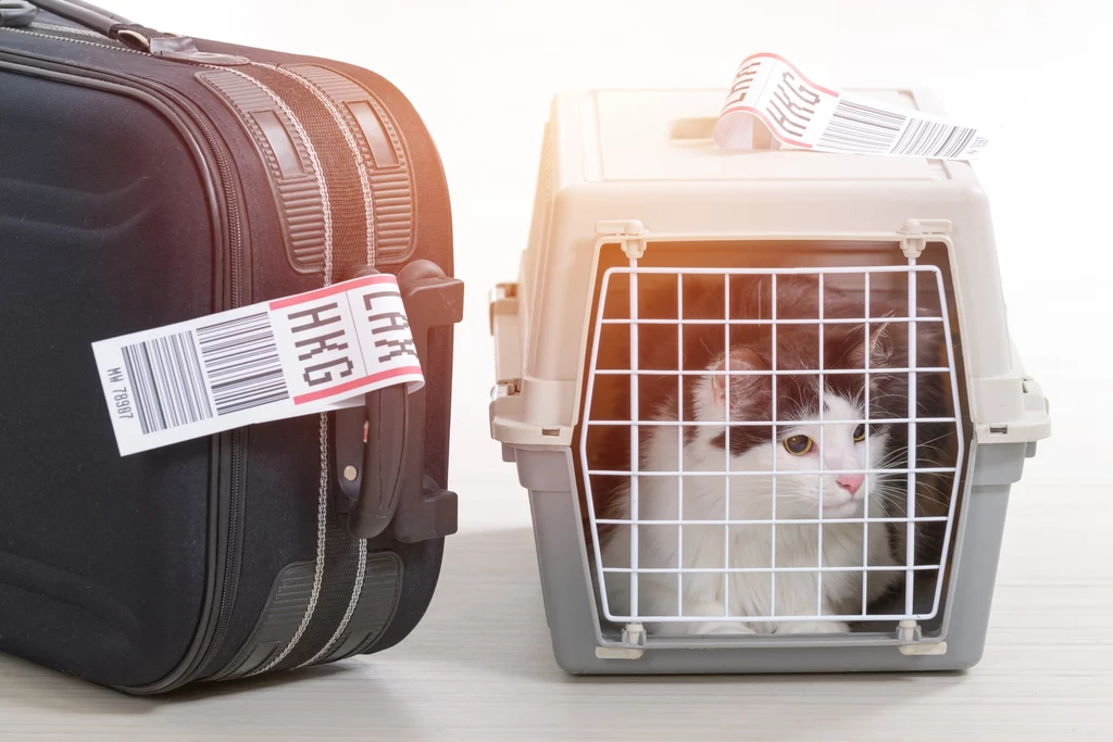 Transporter dla kota lub psa w samolocie musi umożliwiać zwierzęciu swobodne poruszanie się