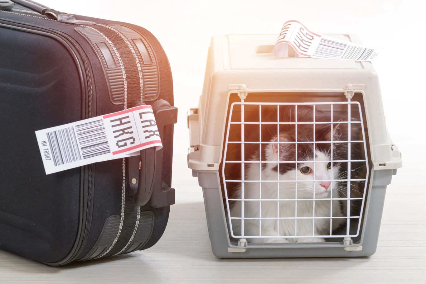 Transporter dla kota lub psa w samolocie musi umożliwiać zwierzęciu swobodne poruszanie się Transporter dla kota lub psa w samolocie musi umożliwiać zwierzęciu swobodne poruszanie się
