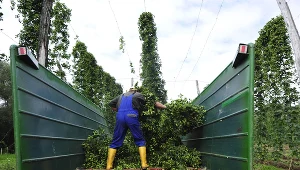 Na zdjęciu zbiory w pełni rozwiniętego chmielu. W tej postaci nie interesuje nas już łodyga, a szyszki, które wykorzystywane są w piwowarstwie.