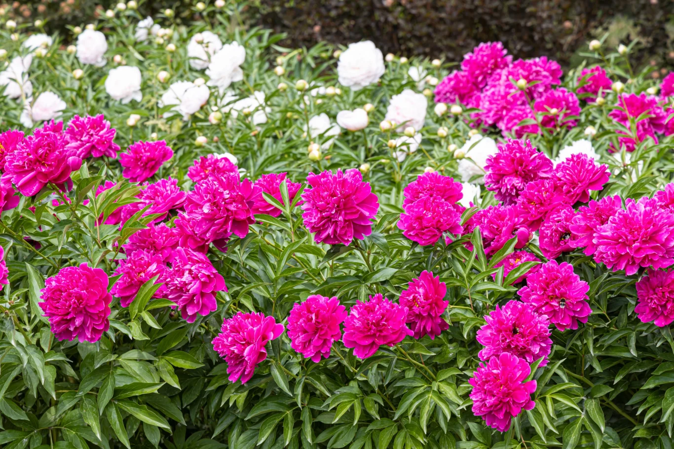 Kiedy widzisz mrówki na swoich piwoniach, warto się im przyjrzeć - czy przyciągnął je nektar w pąkach, czy może spadź produkowana przez mszyce.