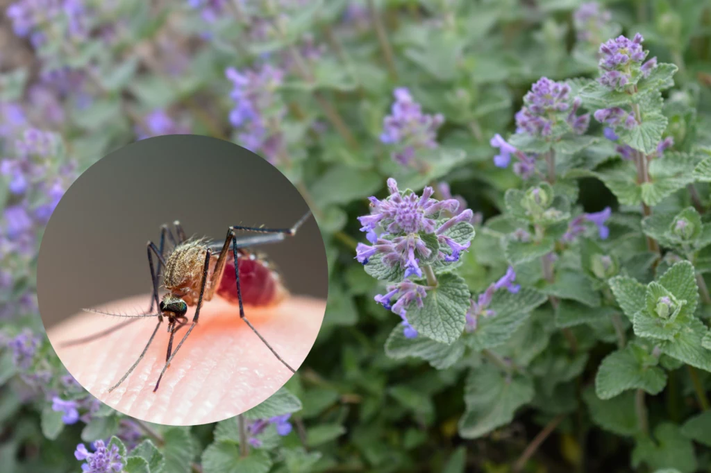 Kocimiętka jest stosowana jako naturalny środek do odstraszania komarów