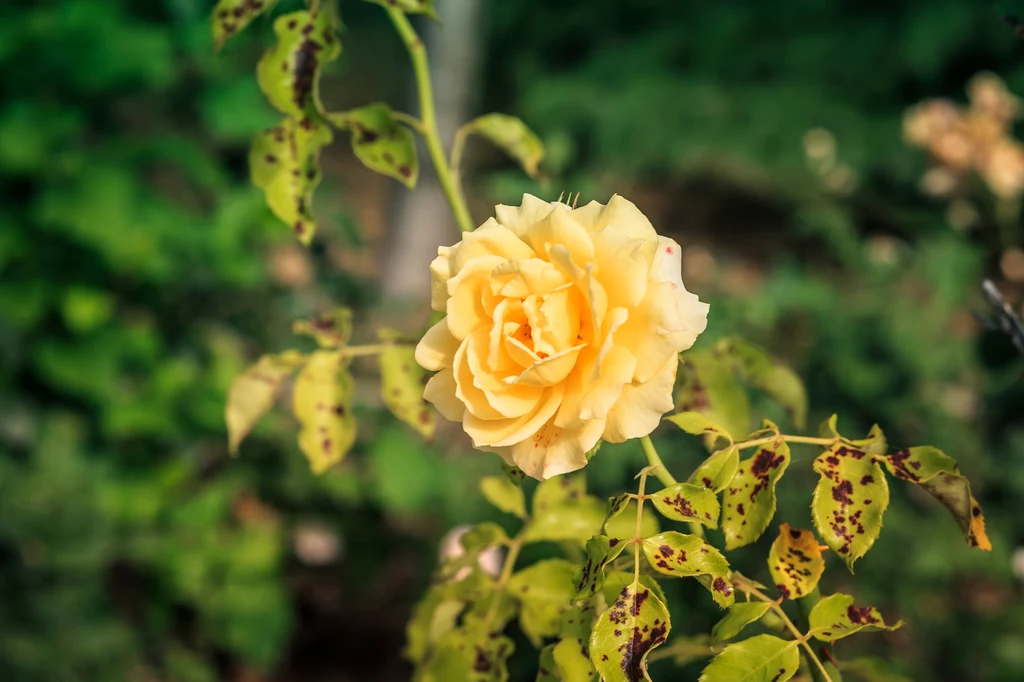 Róże to piękne rośliny, ale narażone są na wiele zagrożeń, między innymi choroby grzybowe czy atak szkodników