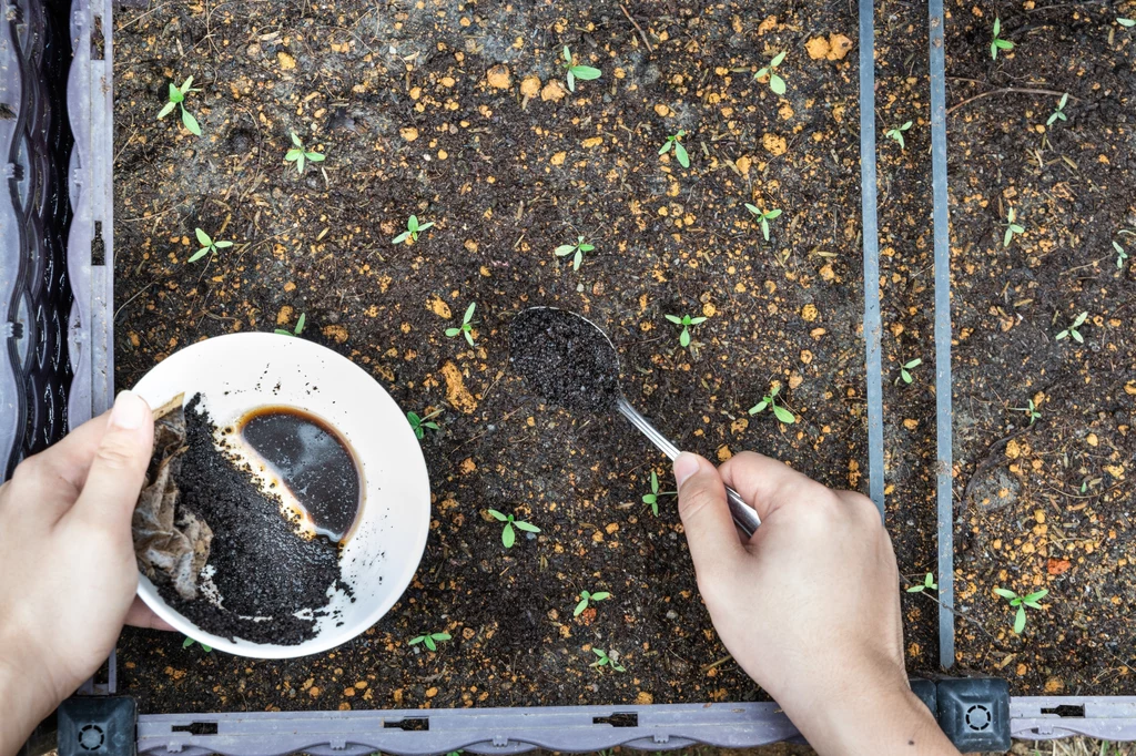 Nie tylko nawóz - kawa świetnie sprawdzi się również w formie oprysków na rośliny zagrożone przez nornice