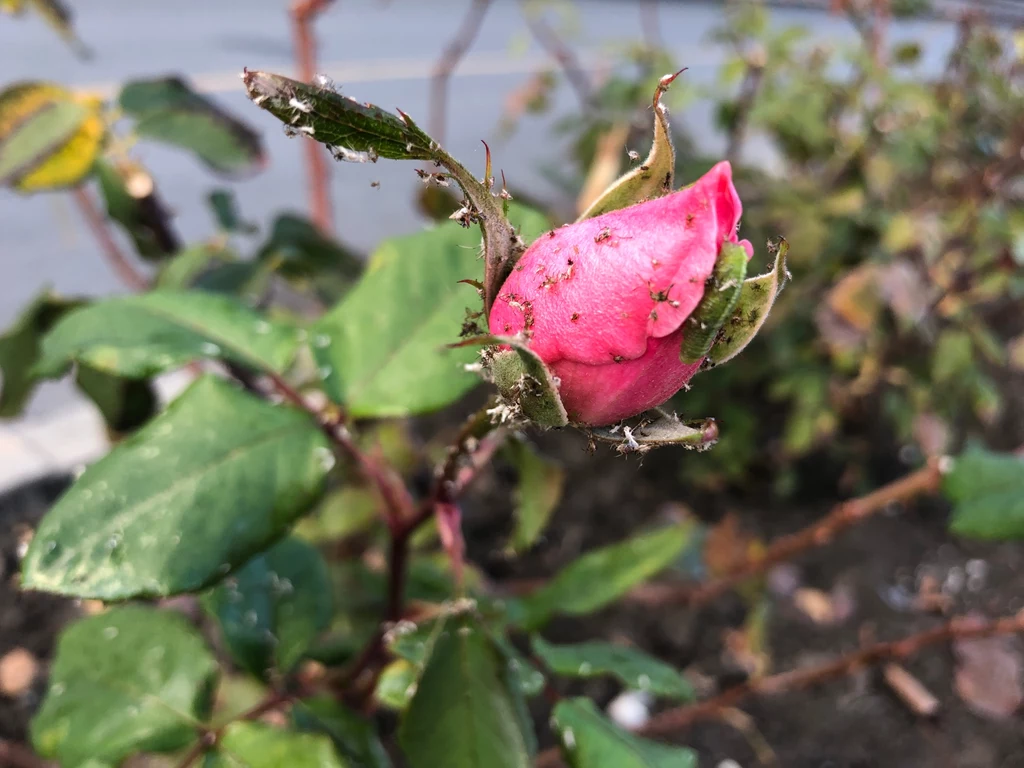 Mszyce, skoczki różane czy przędziorki to owady, które atakują krzewy róż