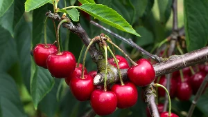 Poznaj trik ogrodniczy, który pozwala uzyskać słodkie i duże czereśnie