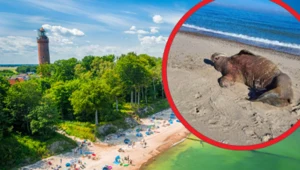 Pierwszy taki przypadek w historii. Na plaży w Mielnie pojawił się mors