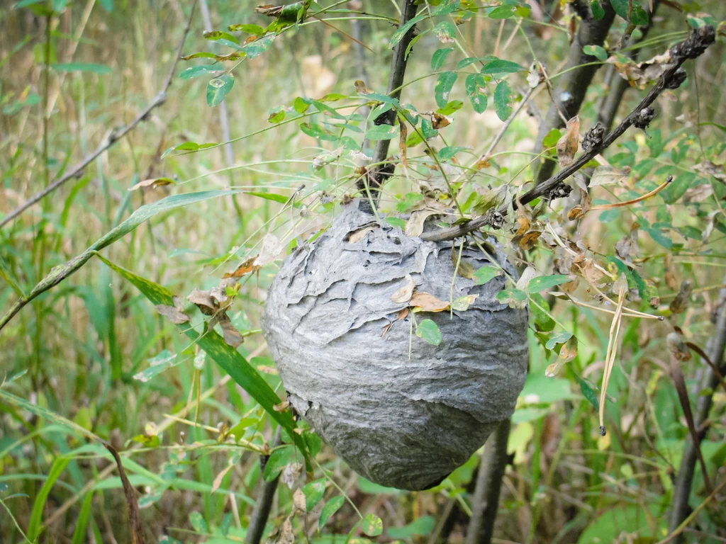 Gniazda os zbudowane są z materiału przypominającego papier