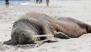 Sensacja na polskim wybrzeżu. Na plaży pojawił się mors arktyczny