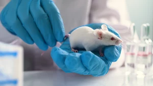 Druk 3D wyleczył szczury. Jest szansa, że pomoże także ludziom