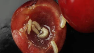 Groźny szkodnik czereśni i wiśni. Jak zwalczyć nasionnicę trześniówkę?