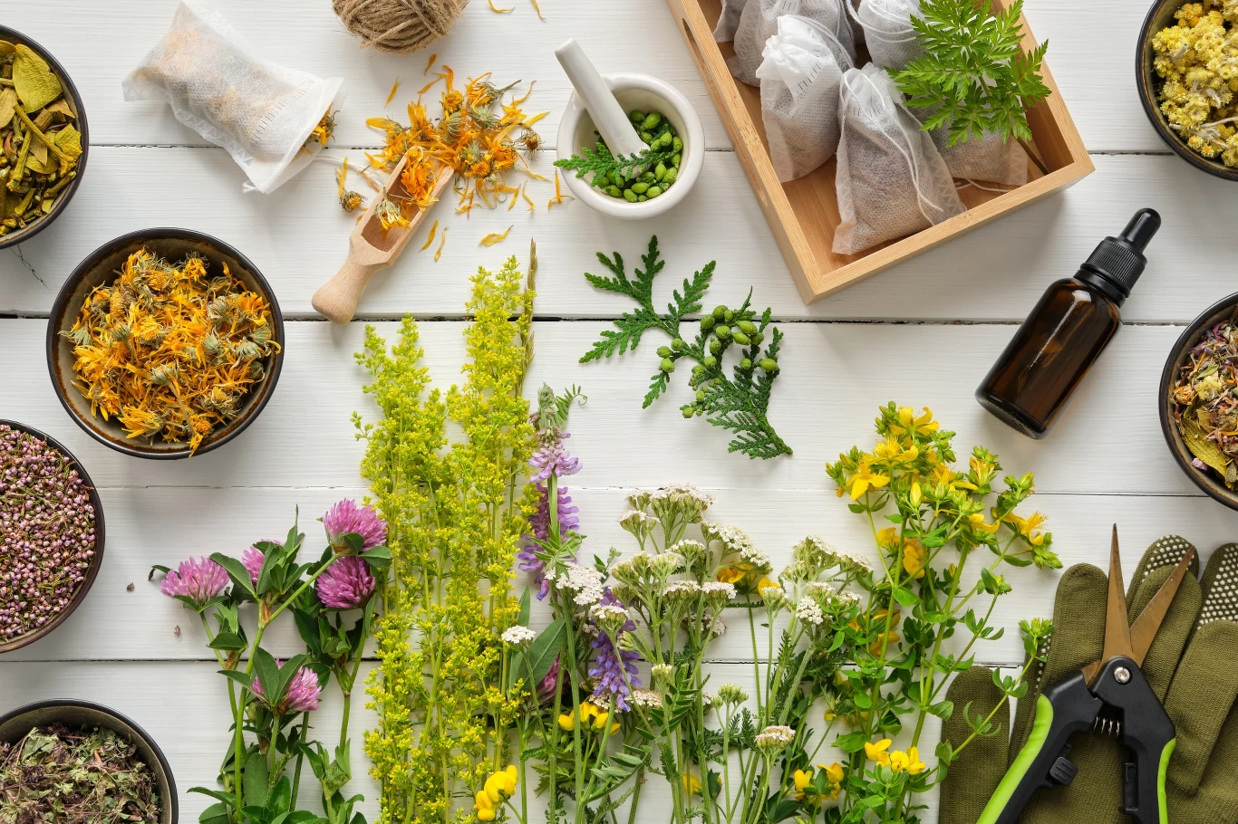 Wiele roślin nadal jest wykorzystywanych jako naturalne źródło wielu leczniczych substancji Wiele roślin nadal jest wykorzystywanych jako naturalne źródło wielu leczniczych substancji