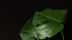 Monstera dziurawa jest jedną z najbardziej popularnych roślin doniczkowych