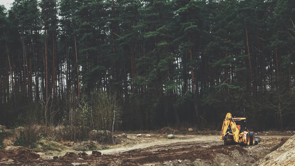 Po masowych wycinkach w 2017 r., leśnicy przygotowują nowe Plany Urządzenia Lasu dla Puszczy Białowieskiej na kolejną dekadę.