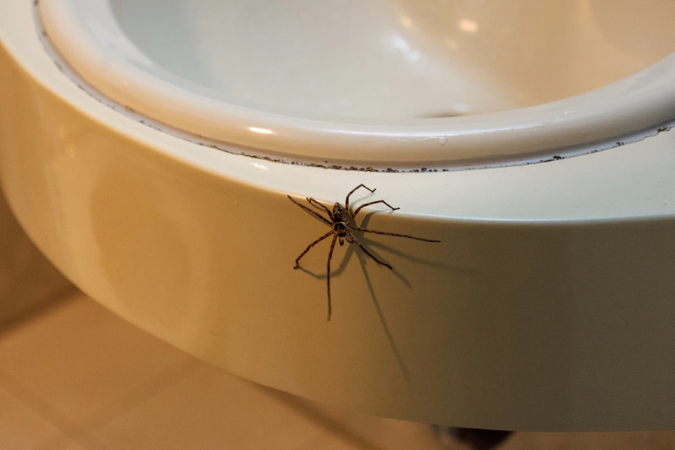 Mnóstwo robaków i brudna toaleta w hotelu o wysokim standardzie? W takiej sytuacji możemy domagać się rekompensaty bądź odszkodowania od biura podróży