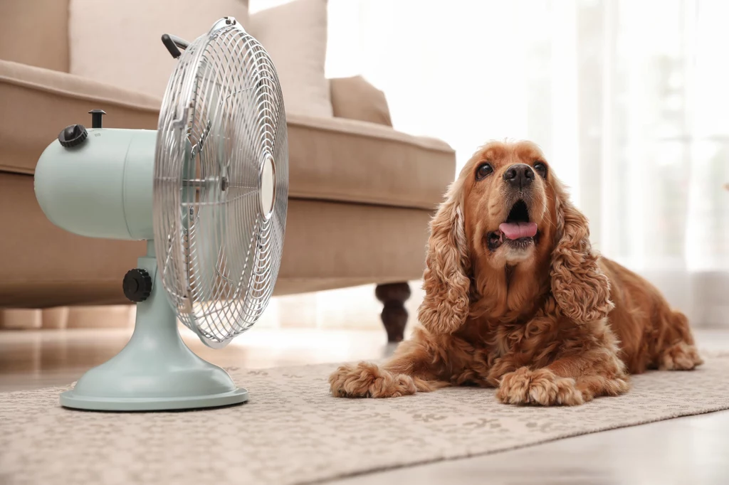 Weterynarze ostrzegają, że do lecznic przywożonych jest coraz więcej psów z objawami udarów cieplnych. Jakie są objawy i jak im zapobiegać?