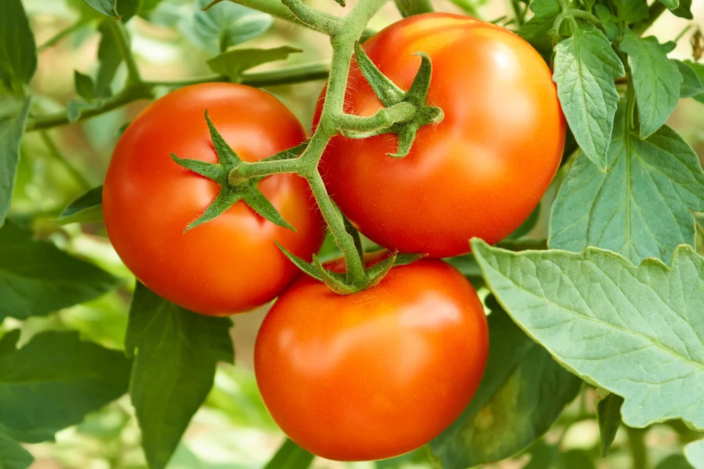 Obrywanie liści pomidorów to sprytny trik ogrodników - poznaj jego tajniki!