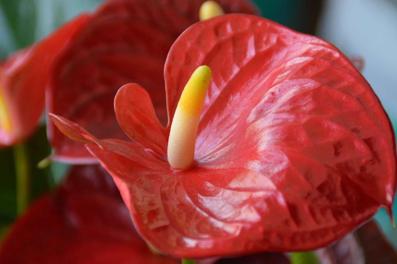 Za szczęśliwą roślinę uważane jest anturium