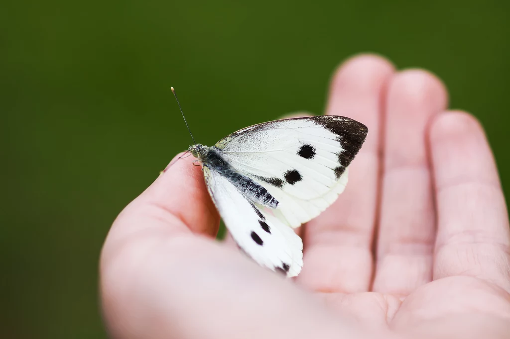 Bielinek kapustnik to gatunek motyla, którego rozpiętość skrzydeł waha się od 49 do 63 mm