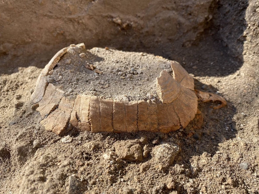 W Pompejach odnaleziono szczątki samicy żółwia wraz z jajem sprzed niemal 2 tys. lat