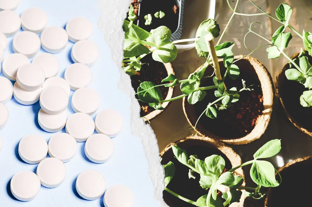 Aspirynę z powodzeniem stosować można w ogrodzie  - odżywia i chroni rośliny 
