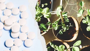 Aspiryna w ogrodzie: chroni i odżywia rośliny