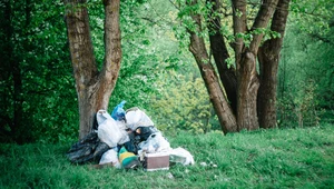 Wzrosną mandaty za wyrzucanie śmieci w lesie. Czy proceder wreszcie zniknie? 