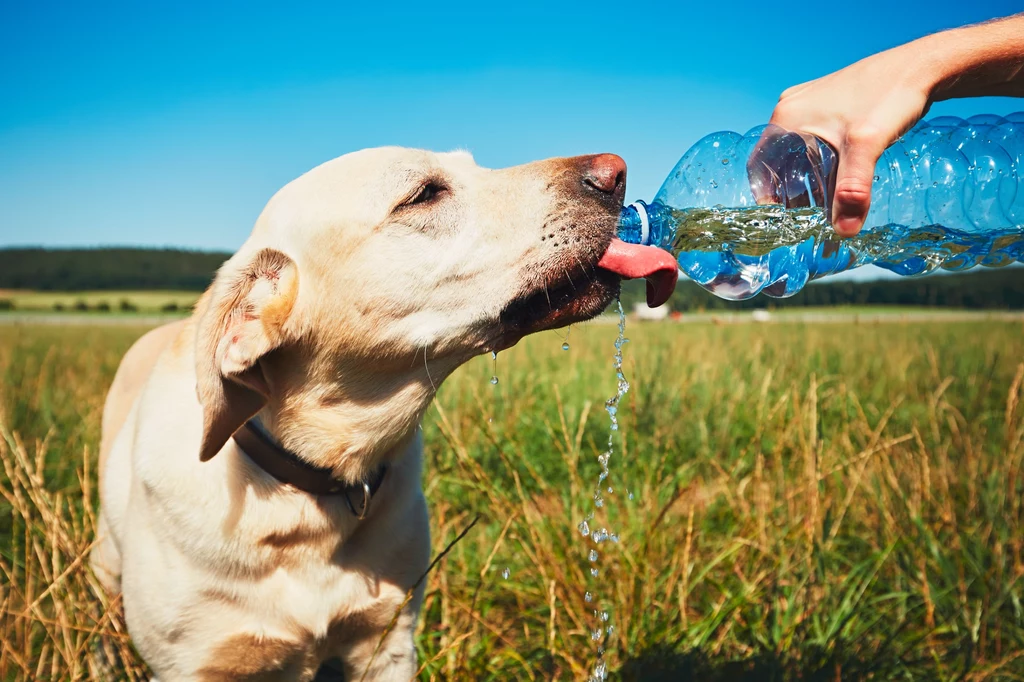 Latem psy powinny mieć zapewniony stały dostęp do chłodnej wody 