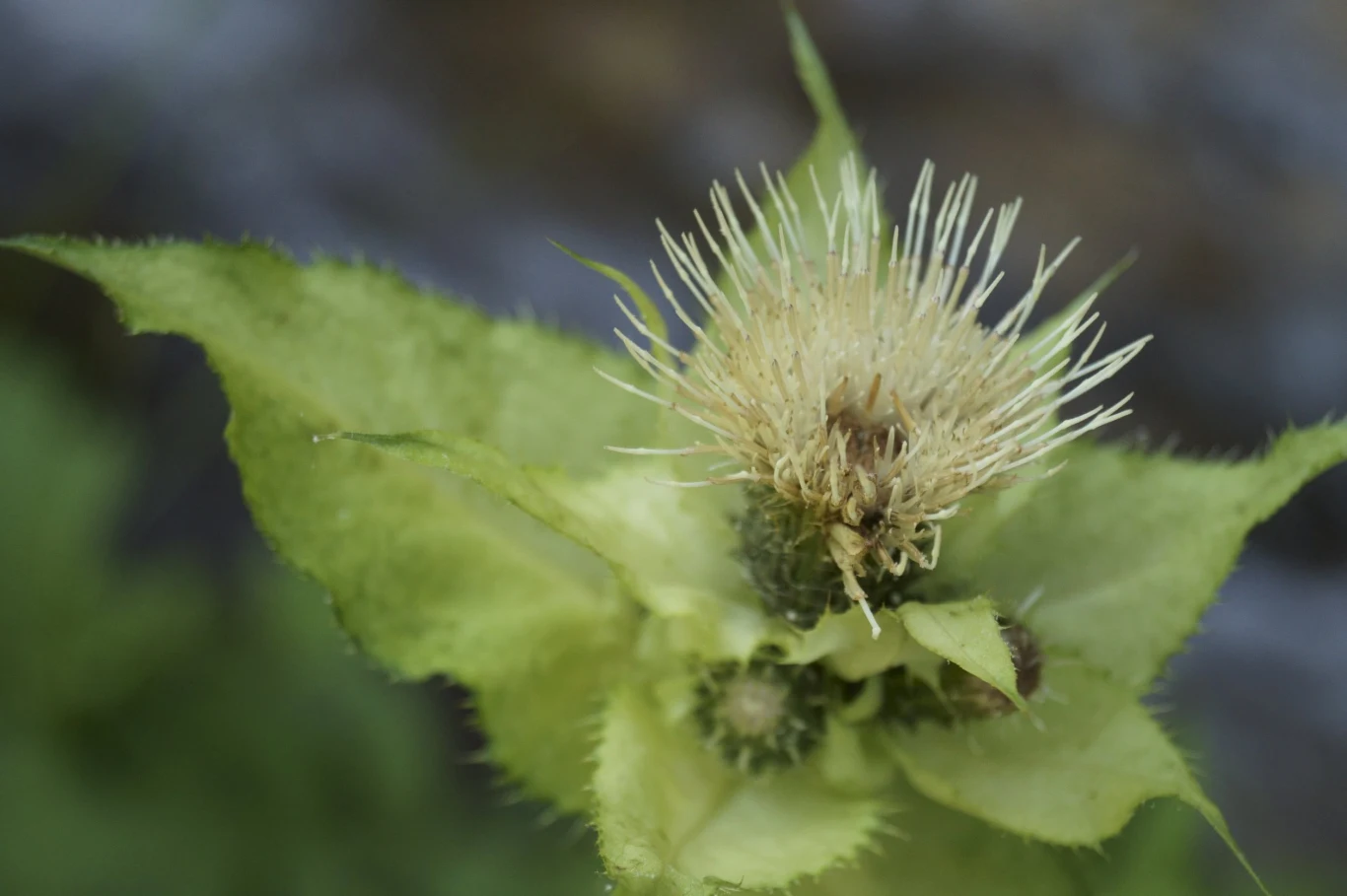 Czarcie żebro do kąpieli i do picia. Właściwości lecznicze - Kobieta w ...