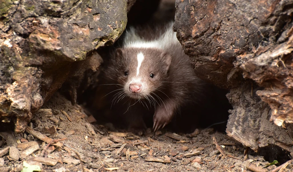 Skunks uratowany przez strażników