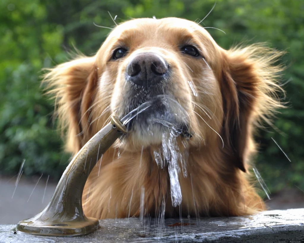 Psy to zwierzęta, które wyjątkowo źle znoszą upały. W ciepłe dni ich właściciele muszą szczególnie zadbać o swoje zwierzęta