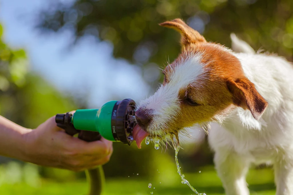 Podczas upałów musimy zapewnić psom dostęp do dużej ilości wody. Sposób podania jest dowolny
