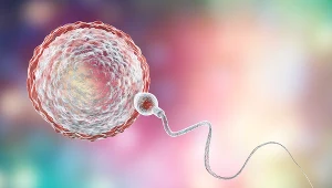 Zarodek, który zagnieździł się poza błoną śluzową macicy nie ma możliwości dalszego rozwoju,