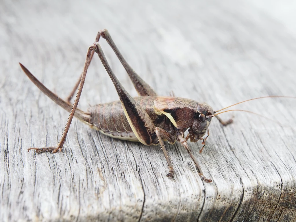 W eksperymencie zespół zebrał nagrania aktywności neuronów wielu szarańczy i połączył płynące z nich dane