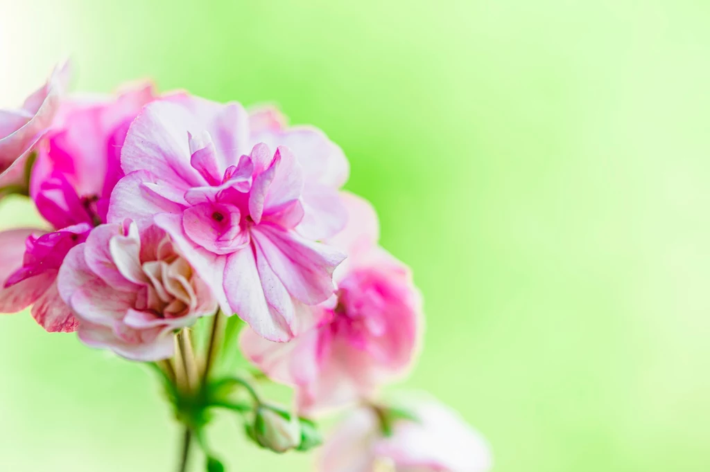 Pelargonia pachnąca - idealna roślina, która odstraszy muchy