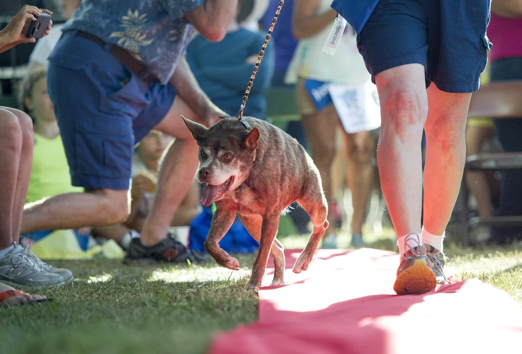 Co roku w Kalifornii organizowany jest konkurs na najbrzydszego psa na świecie. Choć czworonogi nie grzeszą wyglądem, to wydarzenie ma bardzo szczytny cel