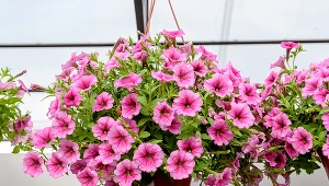 Te kwiaty pięknie prezentują się na tarasach