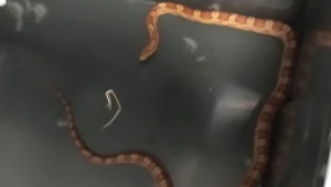 Wąż zbożowy pełzał po sklepie