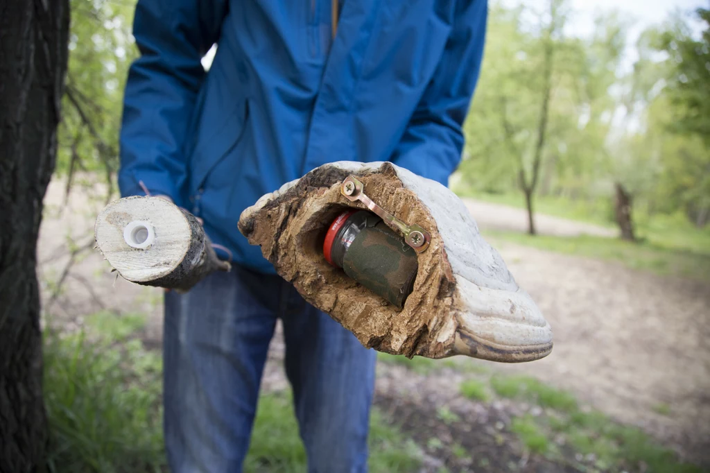 Kto by pomyślał, że to nie prawdziwa huba, tylko skrytka geocachingowa?