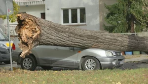 Upadek drzewa na samochód, może wyrządzić bardzo duże szkody