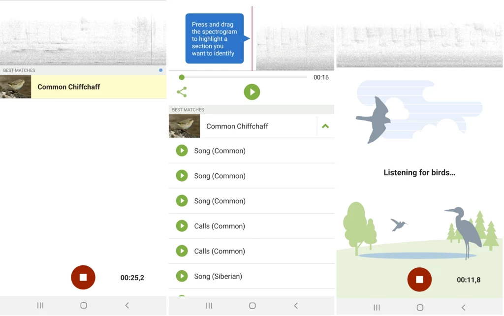Aplikacja Merlin Bird sama rozpoznaje odgłos ptaka z nagrania i dopasowuje do gatunku. Podczas prób wyniki były bezbłędne